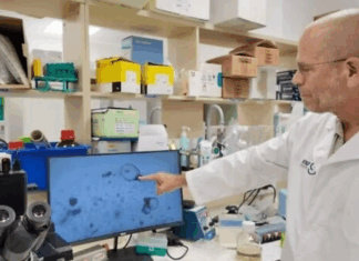 Desarrollan en Israel el primer riñón humano en laboratorio